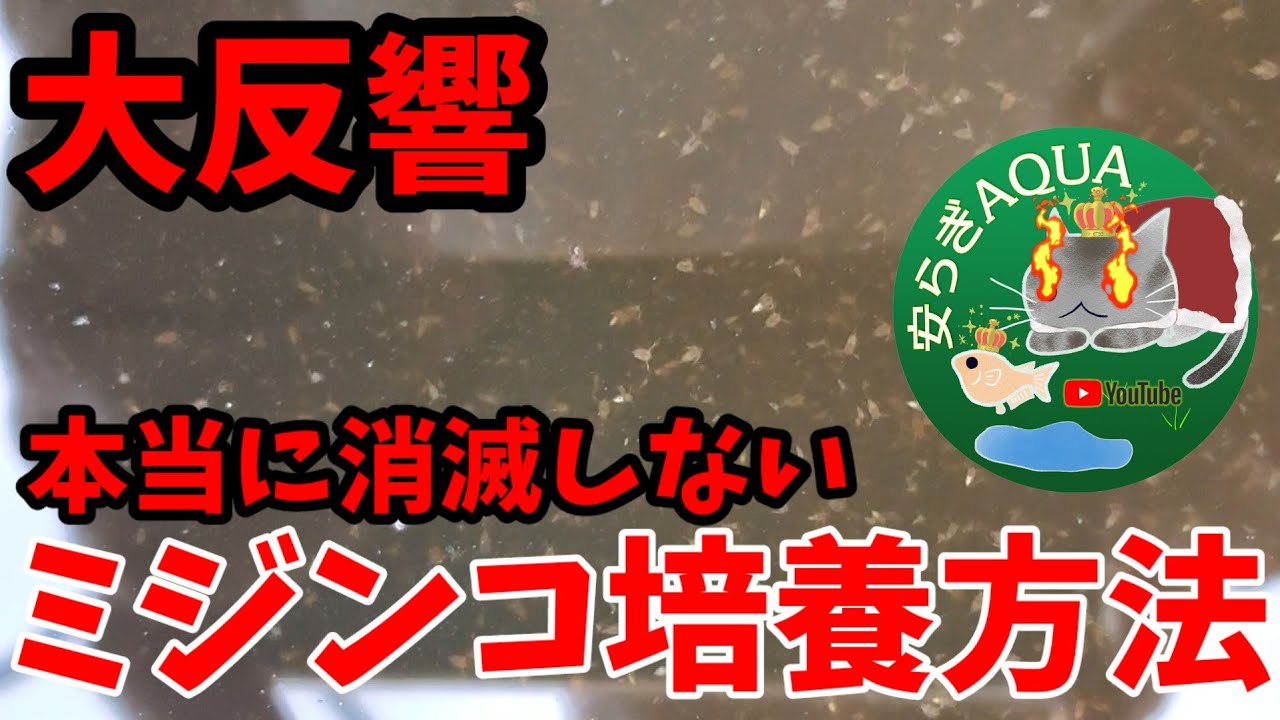 本当に買い足し不要【大反響】これが消滅しないミジンコ培養方法【MIJINKO ENERGY】簡単すぎるしコスパ良し。安らぎAQUAちゃんねる