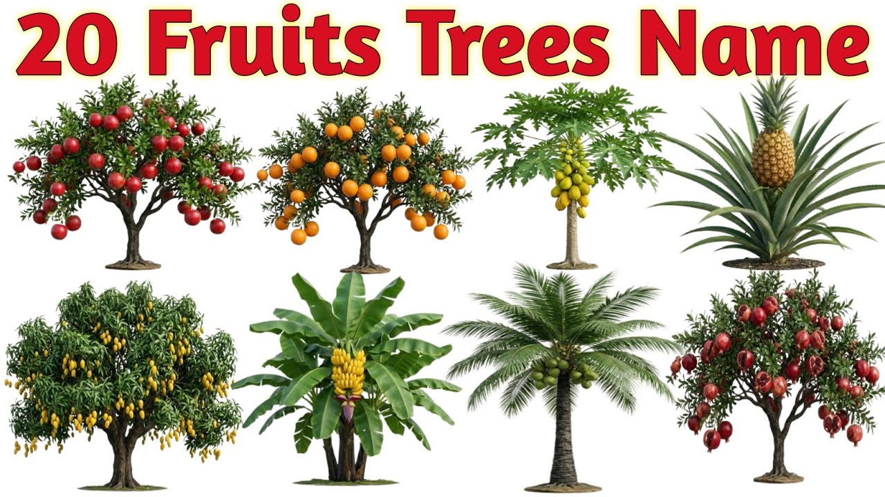 20 Fruit Trees Names for Kids 🌳 | Trees Name in Hindi & English | पेड़ों के नाम | #fruittreesforkids