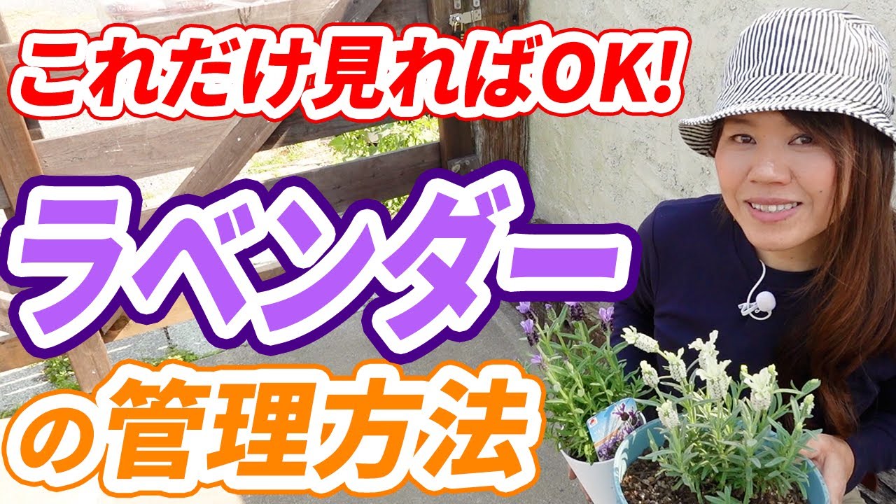 【これで失敗しない！】大人気のラベンダー！綺麗に長く楽しむコツをプロが徹底解説！【初心者向け】【ガーデニング】【園芸チャンネル】