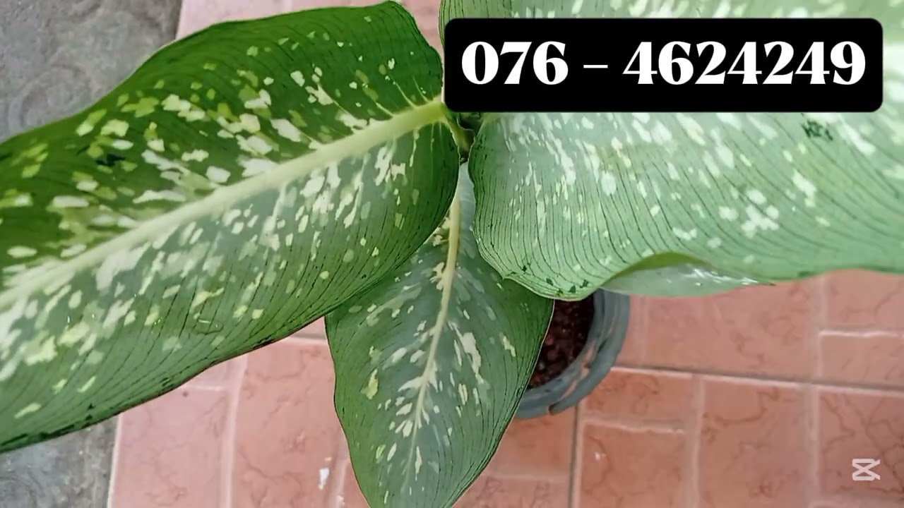 මගේ 21 වෙනි සේල් එක🌸💐 