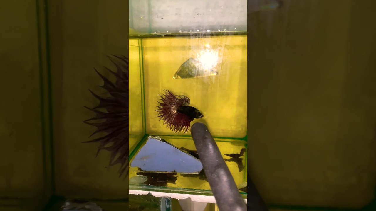 KingCrowntail #bettaaquarium #bettafish #betta #bettaitalia