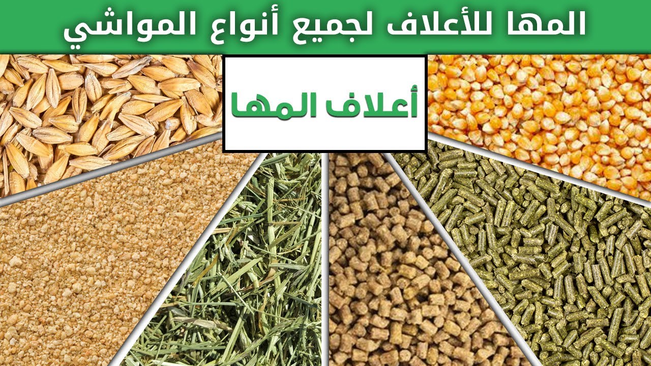 شركة المها للأعلاف لجميع أنواع المواشي