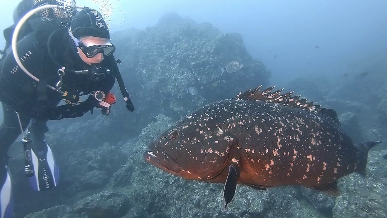 Diving on Madeira