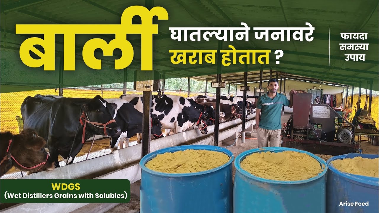 बार्ली चे जनावरांना होणारे फायदे,समस्या,उपाय.WDGS - WET Distillers Grains with Solubles #dairyfarm 
