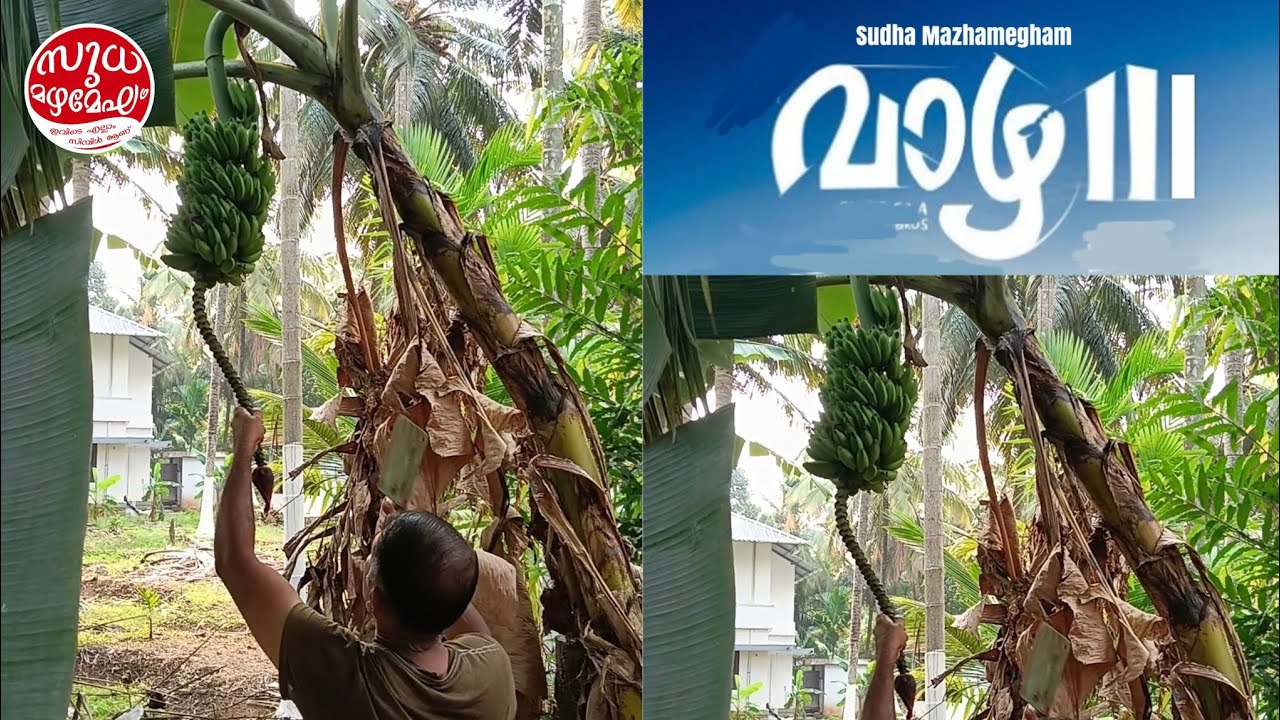 വാഴ വെട്ടി #sudhamazhamegham #lifestyle #bananastemcleaning #bananastem 