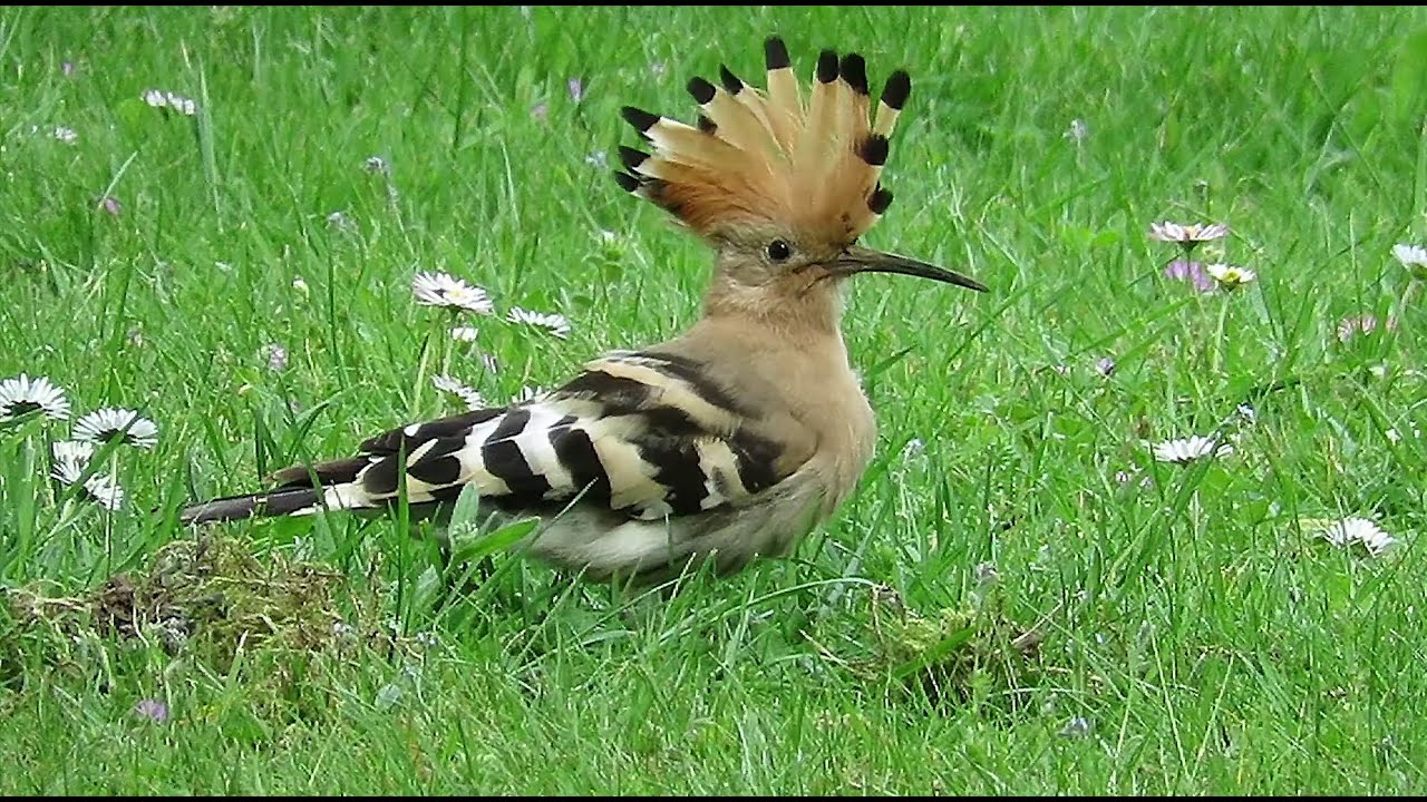 Eurasian Hoopoe - Upupa epops - Huppe fasci&eacute;e - Hop / Evere - Brussels - Belgium / May 11, 2023