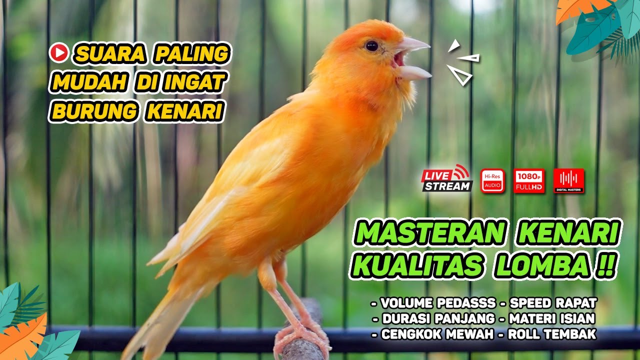 Masteran Kenari PAUD & Pancingan Kenari MACET BUNYI‼️ Terapi AMPUH Bikin Kenari GACOR (Episode 160)