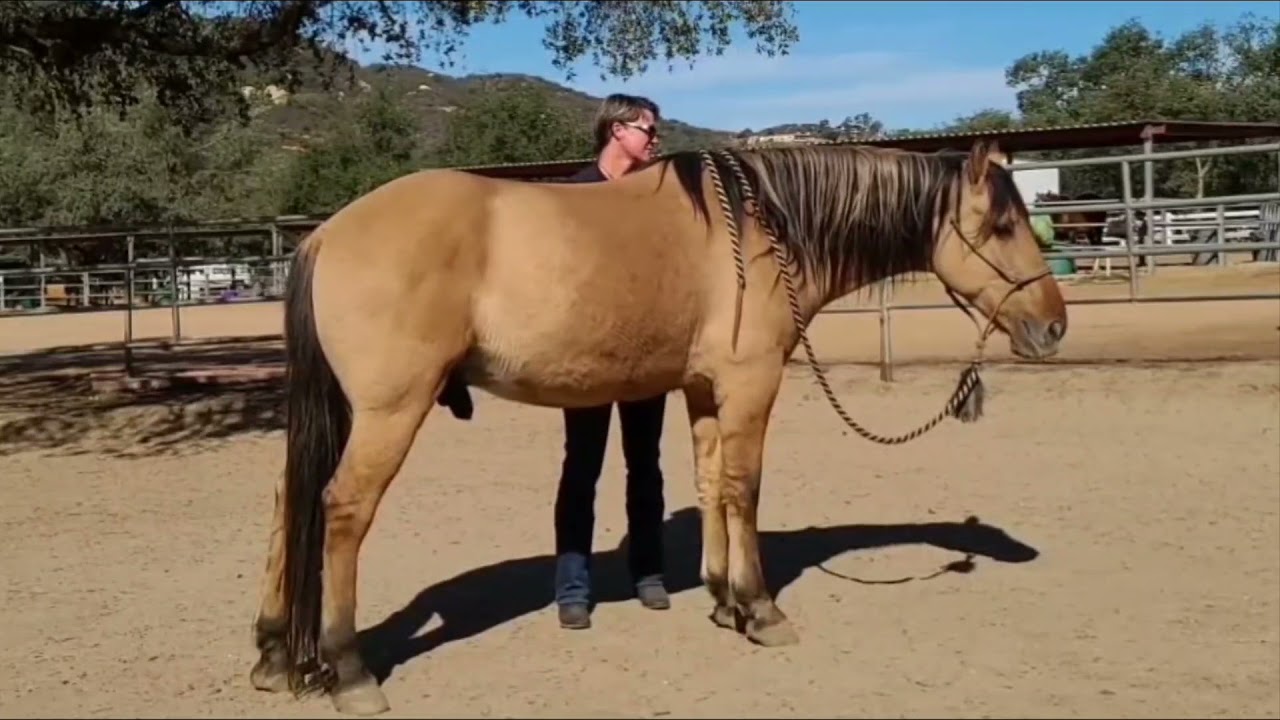 Energy Balancing & Massage For An Anxious Horse