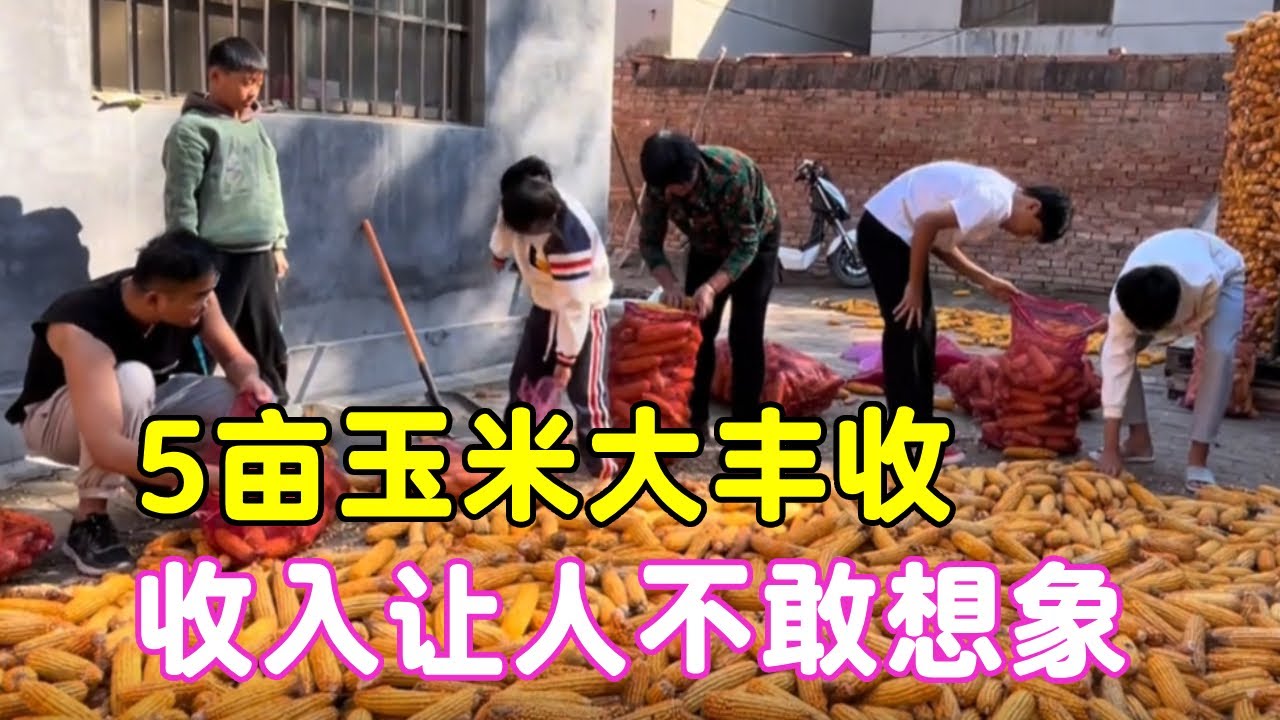 农民种地真心不易，5亩玉米地大丰收，收入却让人难以接受！【二帅打工生活记】