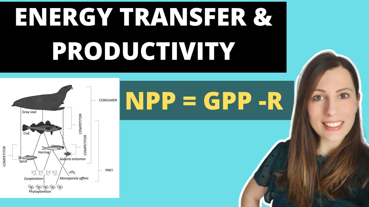 ПЕРЕНОС ЭНЕРГИИ И ПРОДУКТИВНОСТЬ: Биология уровня A. NPP = GPP-R