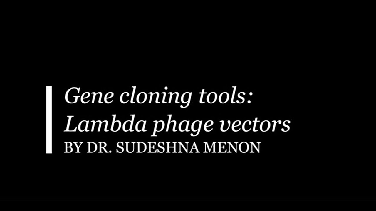 Gene cloning tools   Lambda phage vectors