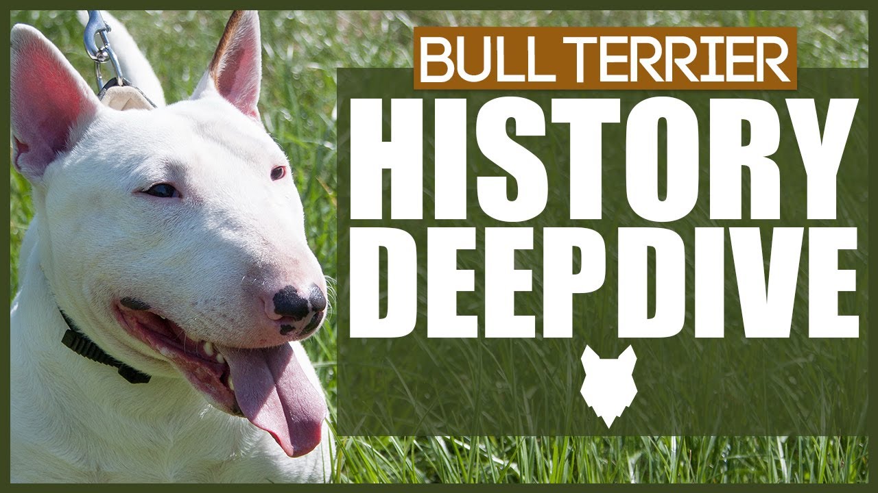 BULL TERRIER HISTORY DEEPDIVE