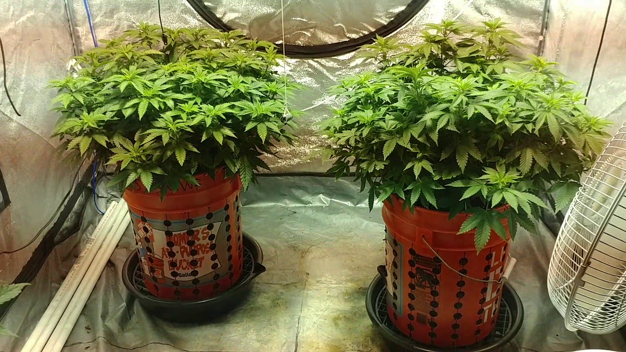 Crop King Seeds White Widow Feminized 4x4 Room Cannabis Grow Journal Day 70 /starting Wk 9 Veg