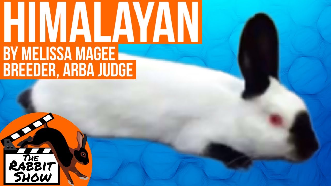 Himalayan Rabbit Breed by Melissa Magee, ARBA Judge and Breeder