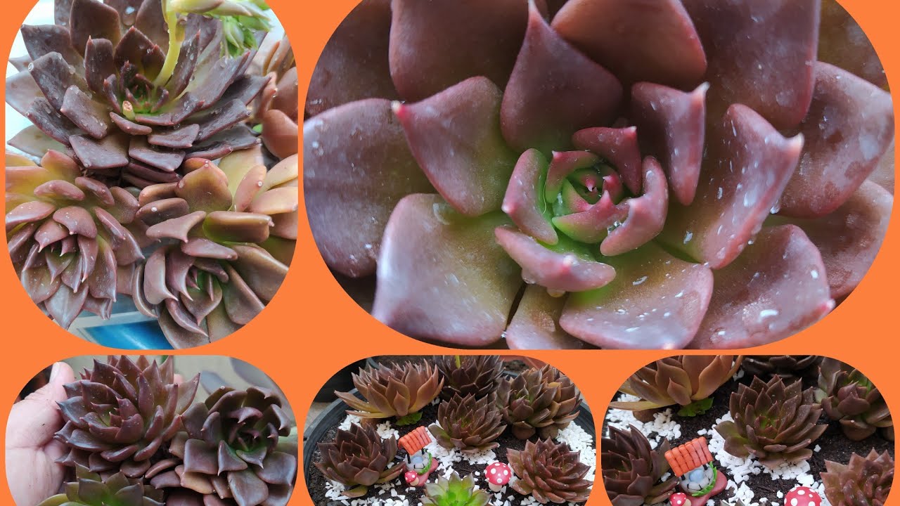 O Segredo para ter um Vaso Cheio da Suculenta Echeveria Black Prince...