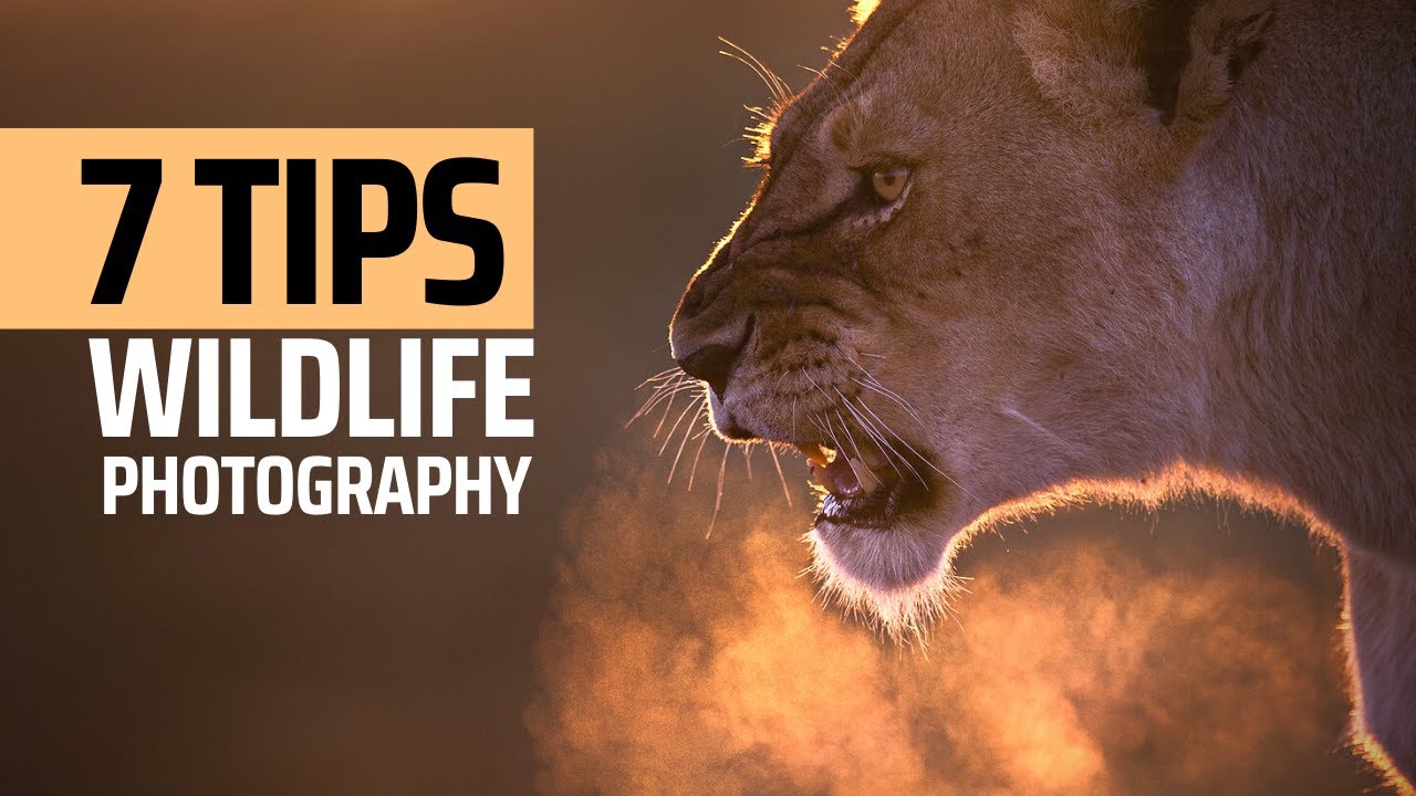 7 Simple Tips for Better Wildlife Photography