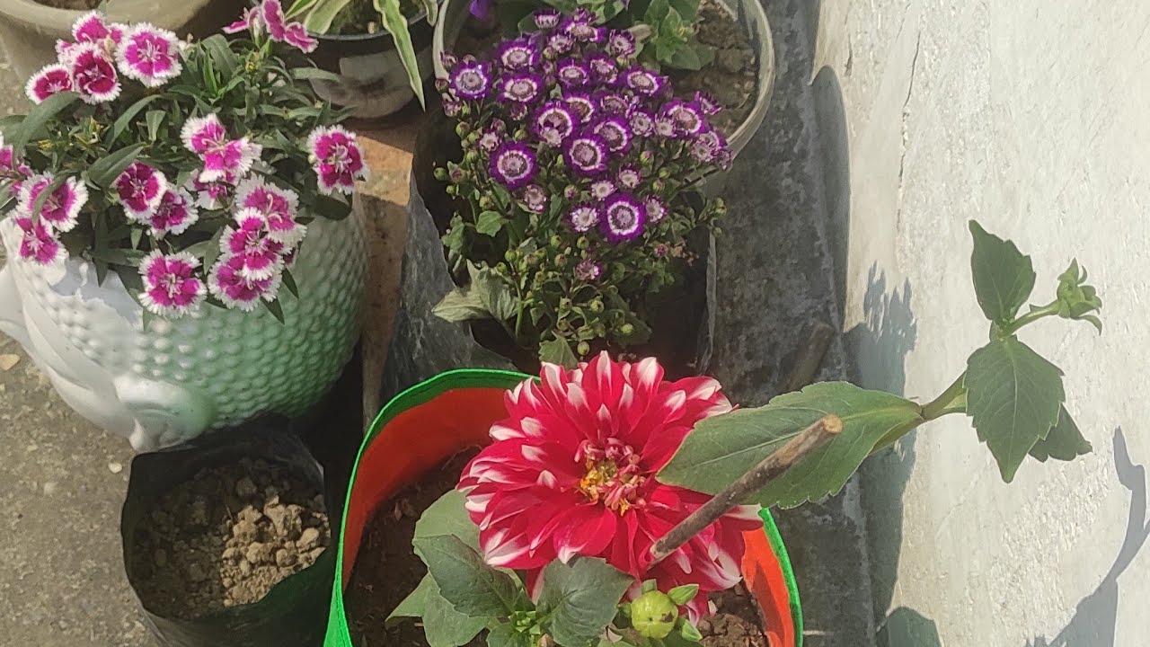 Multi hunar Adda  is live aajao dosto jldi jldi 🌻🥀