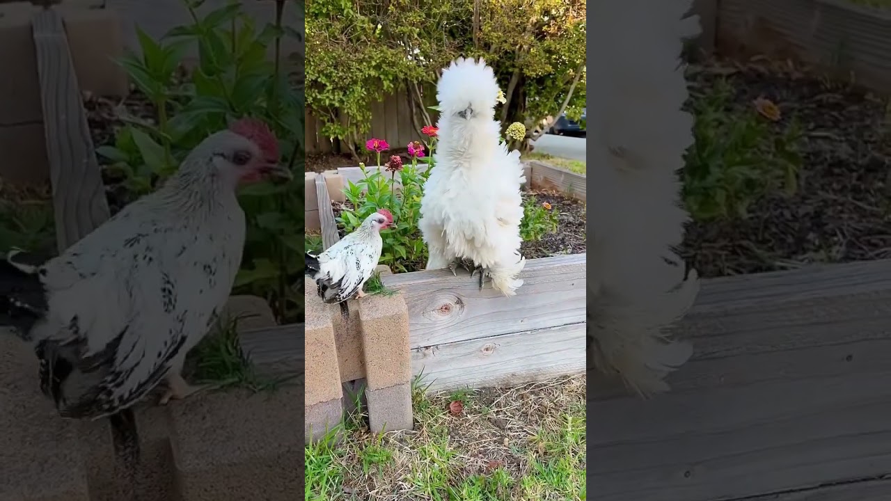 Tiny roo meets a Big pullet&hellip;part 1 #chickens #kikirikis #rooster #frizzlechicken