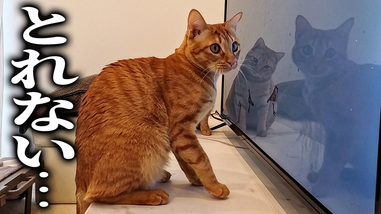 二匹の保護猫におもしろい動画を見せたらこうなりました