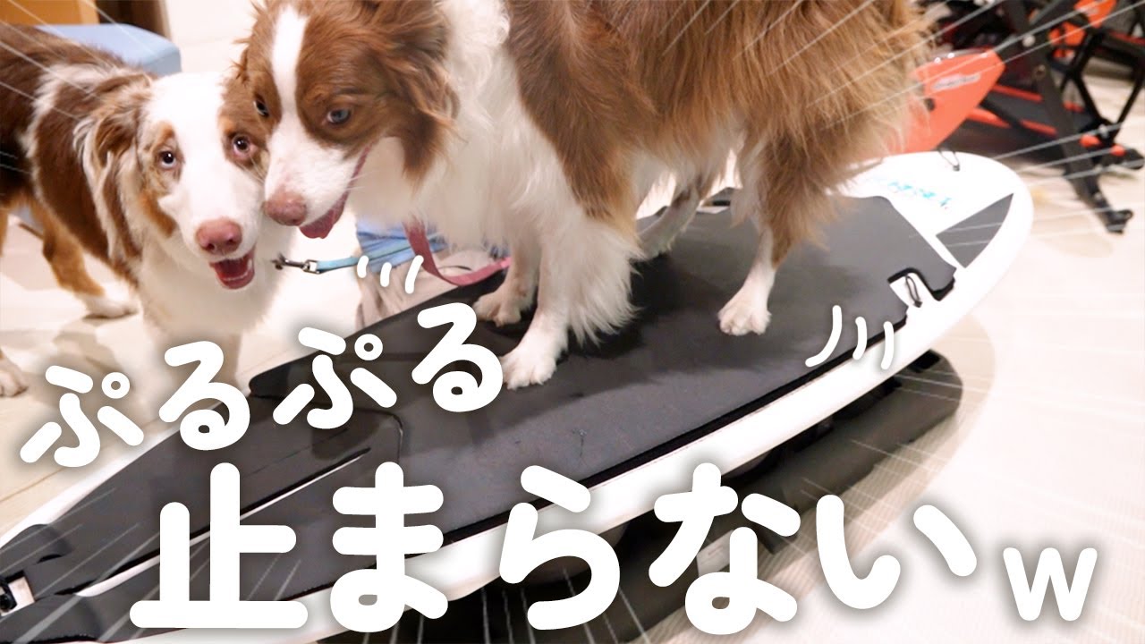 お泊り先ではじめて犬用フィットネスした犬達の反応が可愛すぎた😂笑