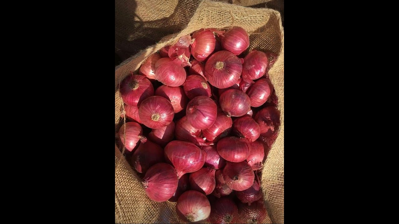 Onion export to Gulf countries | FULL VIDEO | CONTAINER STUFFING |