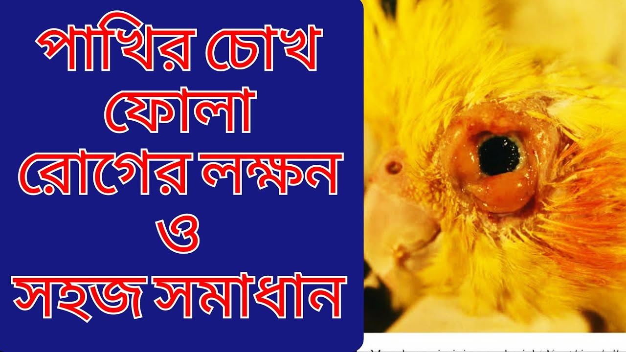 পাখির চোখ ফোলা রোগের লক্ষন ও সমাধান | pakhir chokh Fula rog er karon|পাখির চোখ ফুলে যাওয়ার কারন কি?