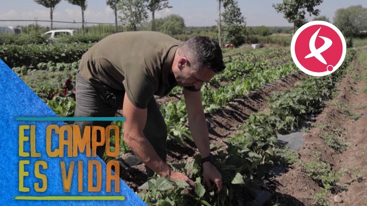 Guille recolecta las judías de mata baja | El campo es vida