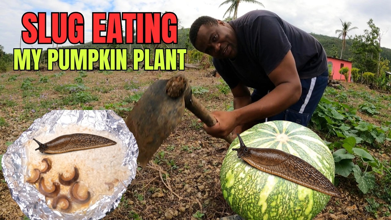 Jamaica Farming: How to Plant & Grow Pumpkin Successfully