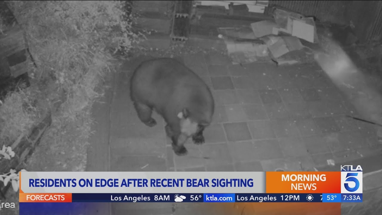 Bear roaming Southern California neighborhood for over a week has residents on edge 