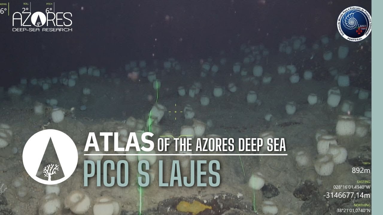 Pico S Lajes island slope | ATLAS of the Azores deep sea