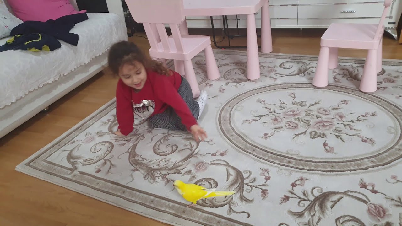 Eğlenceli papağan videosu.  Monk papağanı. funny video. Enjoy  Parrot.