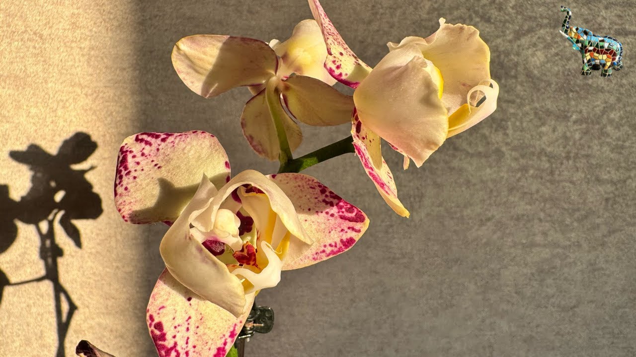 #распаковка орхидеи и заодно полив цветущих орхидей 😉🍾🤗😜 #phal #orchid #поливорхидей