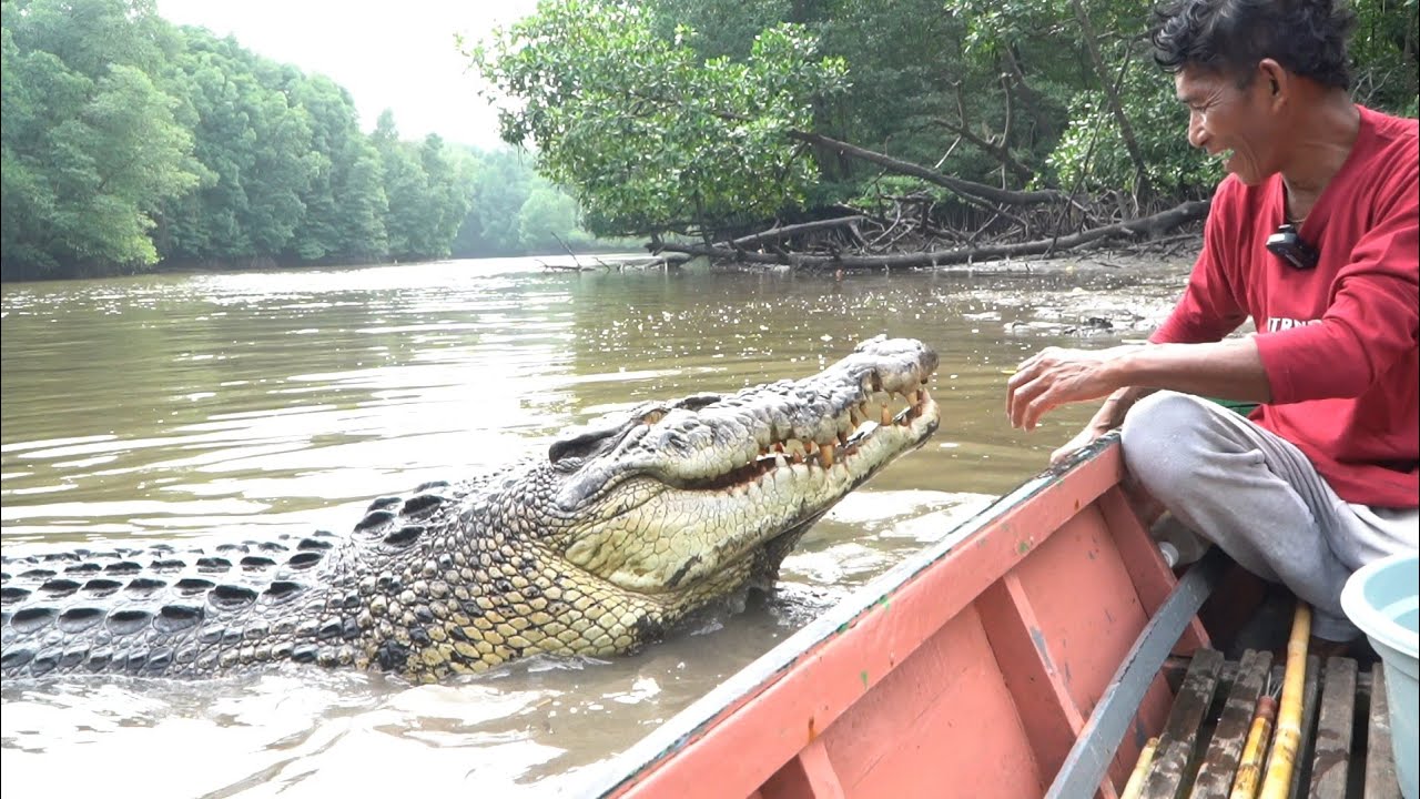 panggilan ambo ke buaya riska,langsung di samperin,keluar dari sarangnya