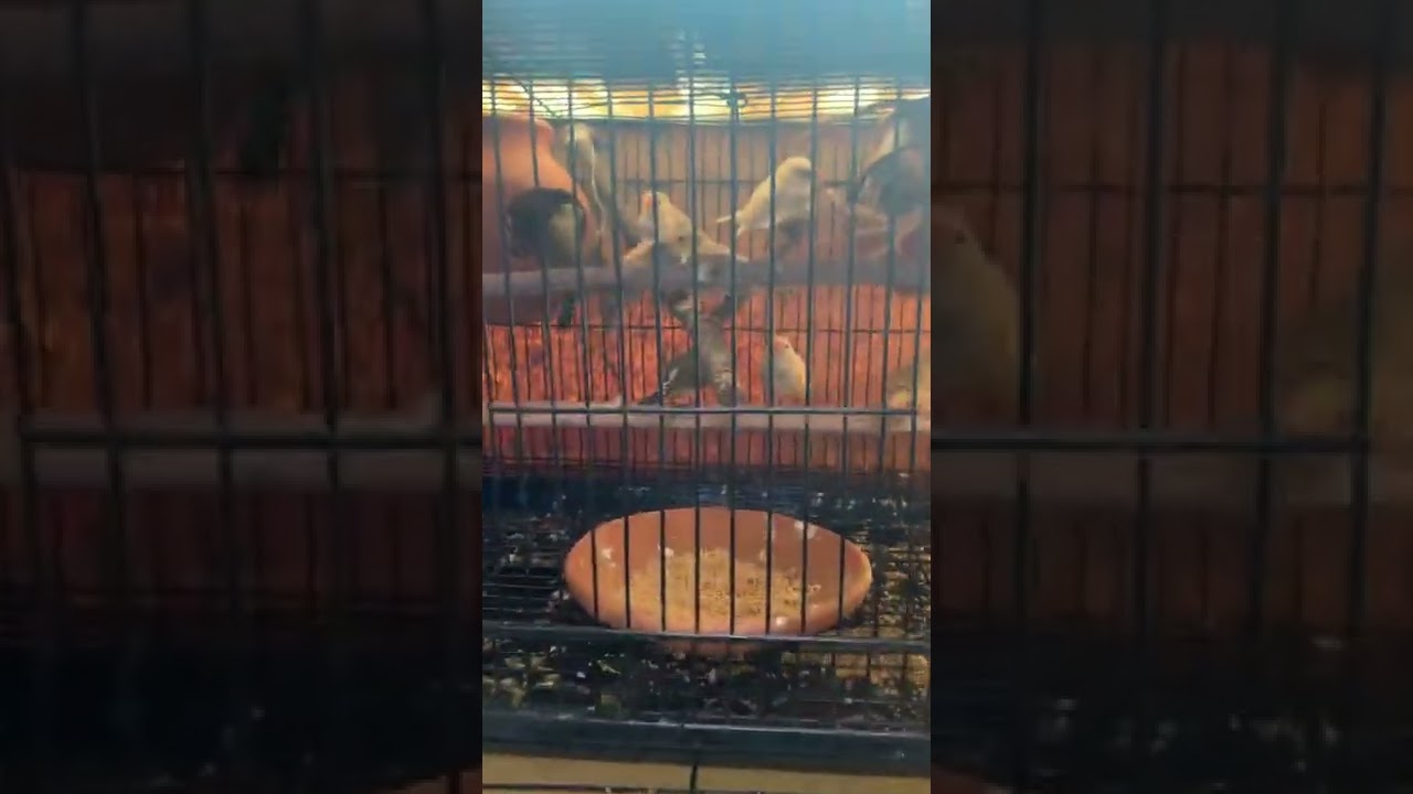 Travelling with birds in Indian railway