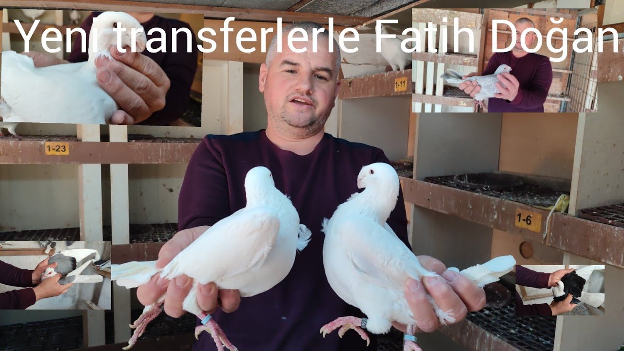 Bol çeşitli Güvercin Kümesleri ile Fatih Doğan