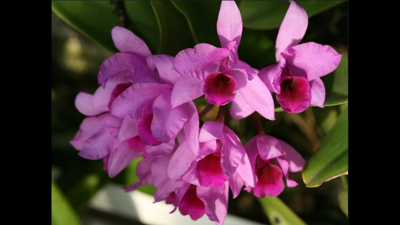 Cattleya patinii,Cattleya Jungle Eyes,Cattleya percivaliana