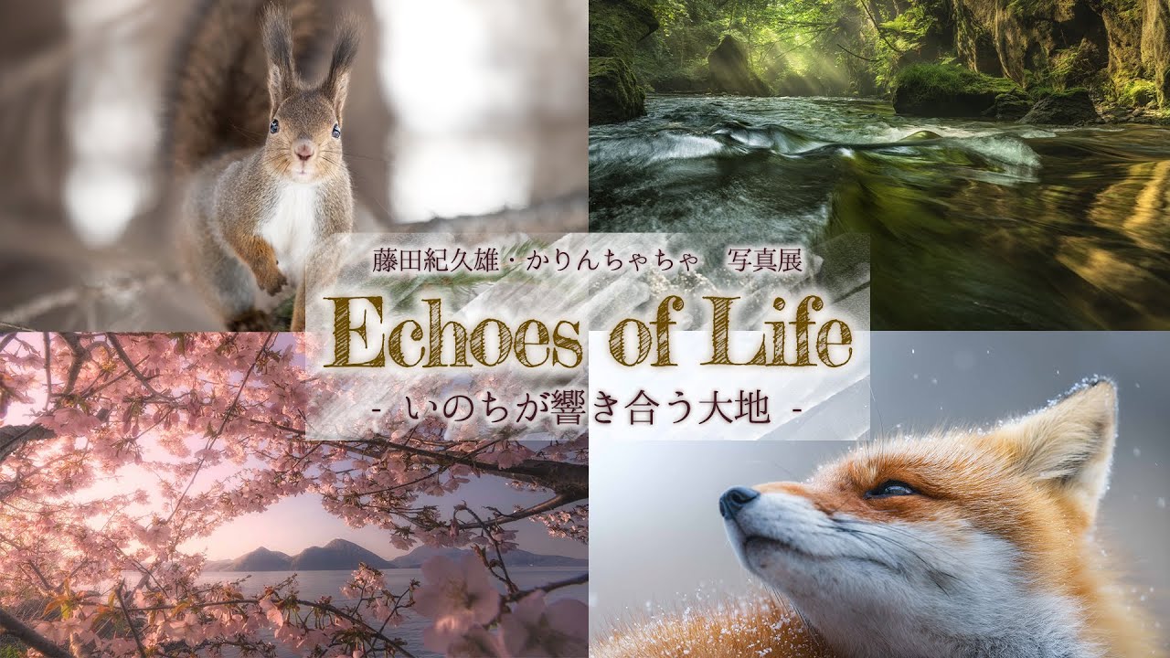 【写真展のお知らせ】藤田紀久雄・かりんちゃちゃ写真展　Echoes of Life
