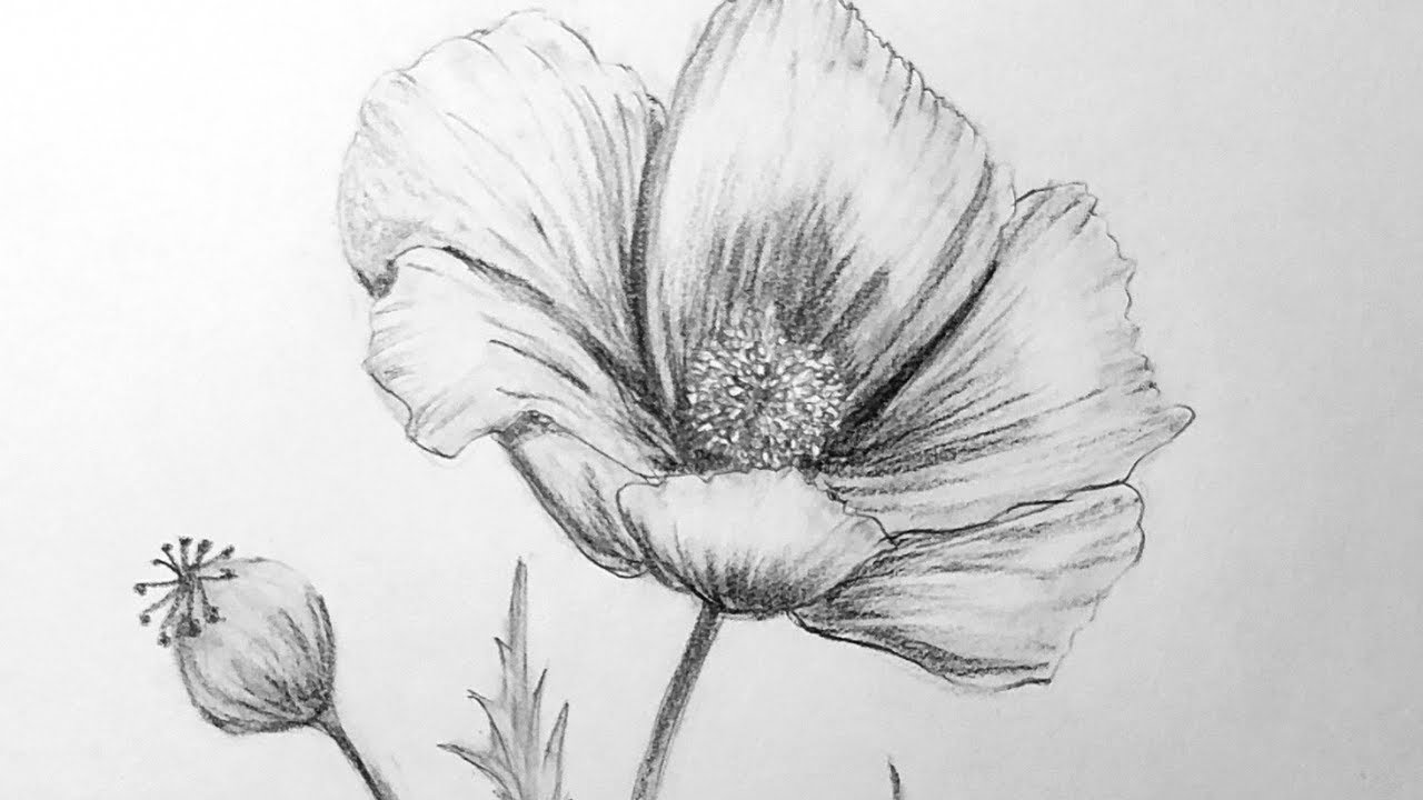 Draw a flower with a pencil اا  easy drawing sketch for begginer #drawing #shorts #artist #trending