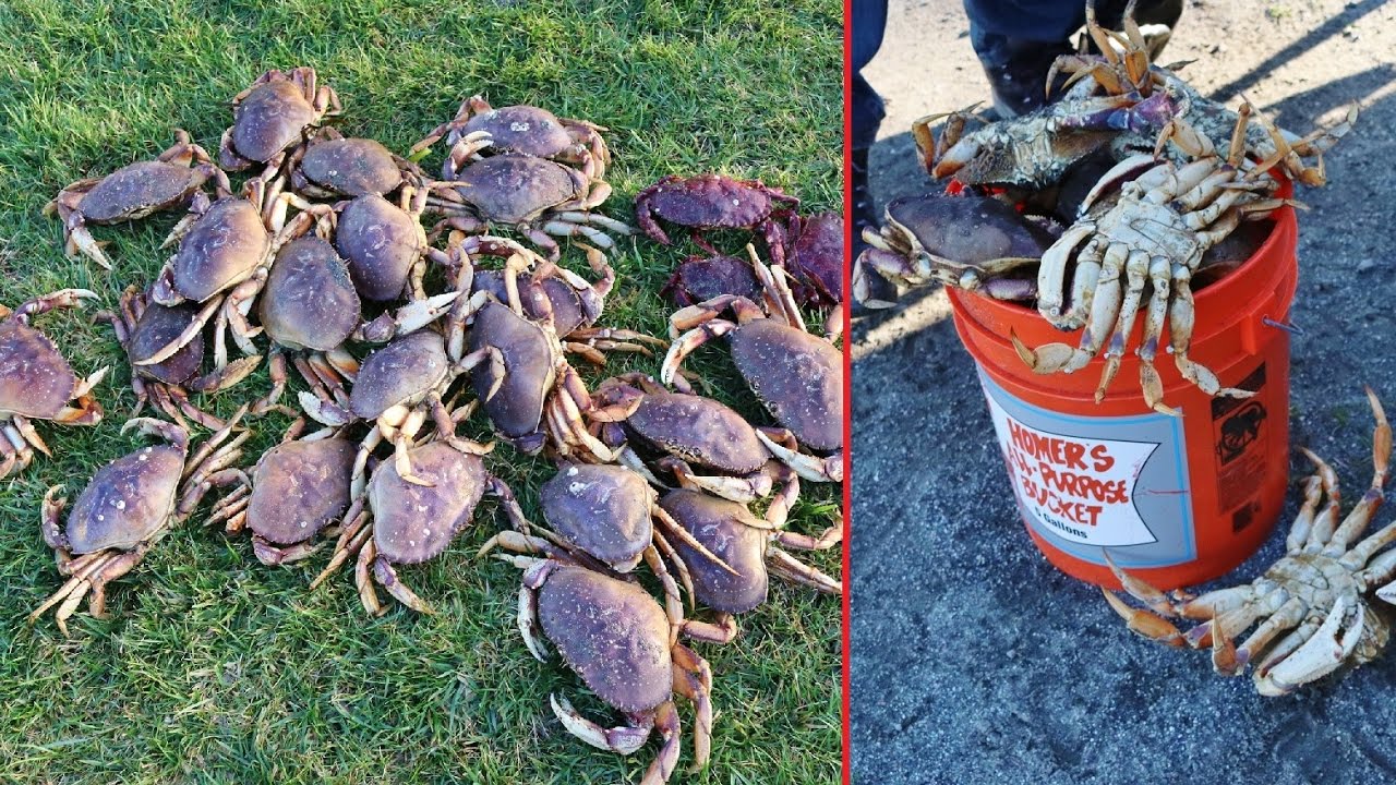 How to Crab Snare Fish (Comprehensive Guide)