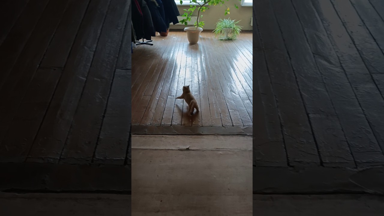 kitten racing 😹 #racing #race #kitten #kitty #cute #cat #funny #cutecat #animals #kittens #shorts