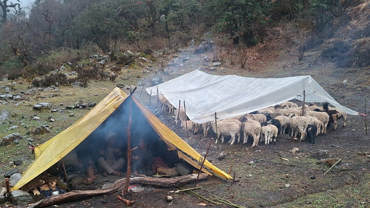 Best Life in A Himalayan Shepherd&rsquo;s During the Snowfall | Most Relaxing | Village Documentary Video 