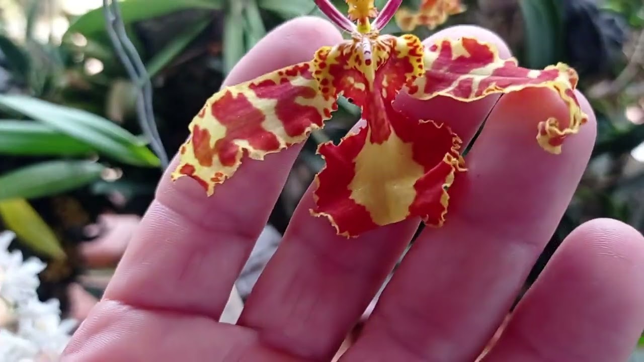 orquídeas psychopsis papilo