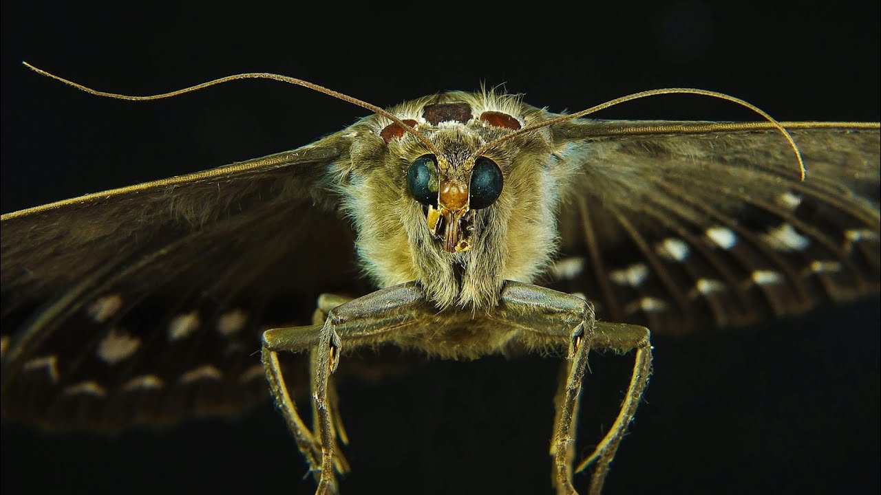 Fun and educational video for kids about Moths