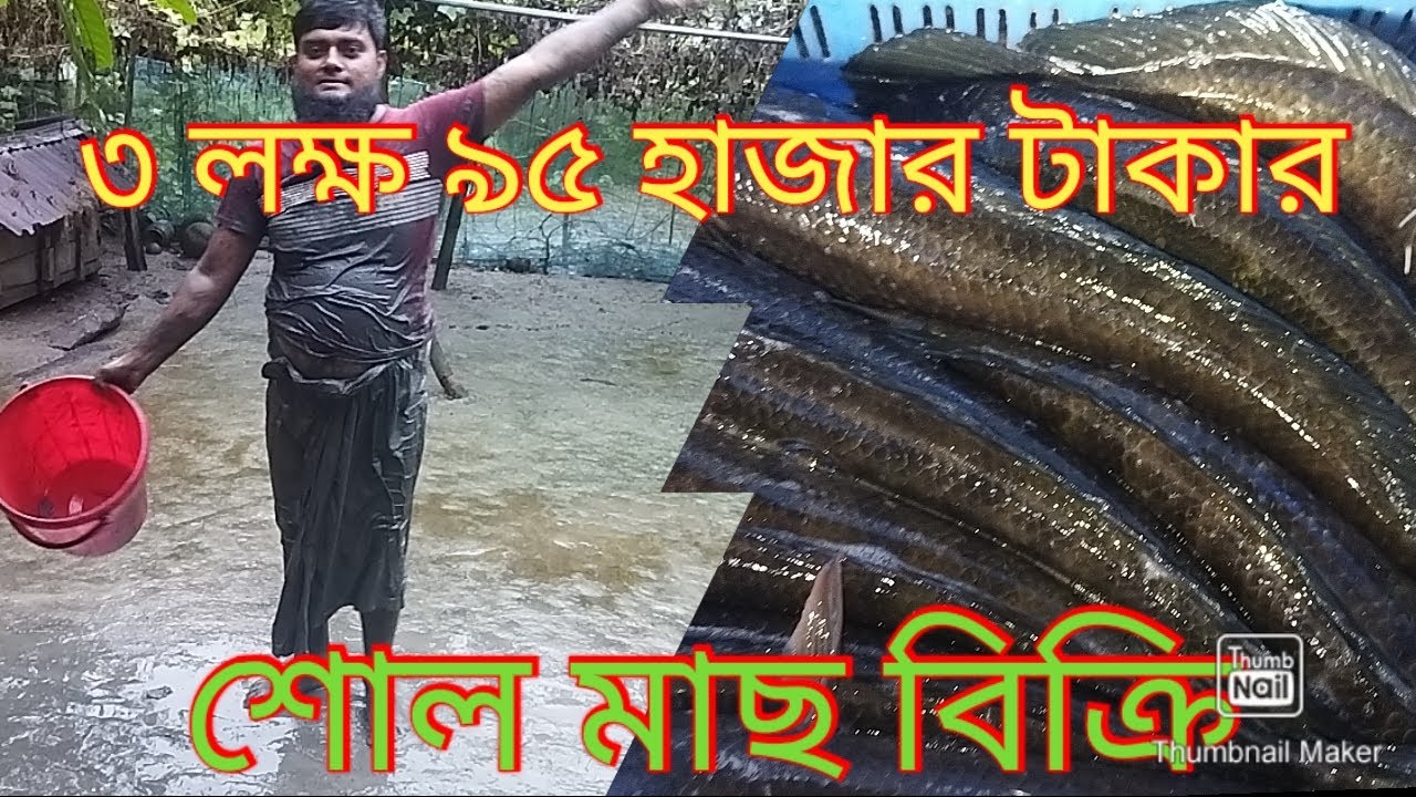 2024 সালে। তিন লক্ষ 95 হাজার টাকার। শোল মাছ বিক্রি করেছেন। পাইকগাছার মোস্তাফিজুর রহমান।এম এ টিভি।