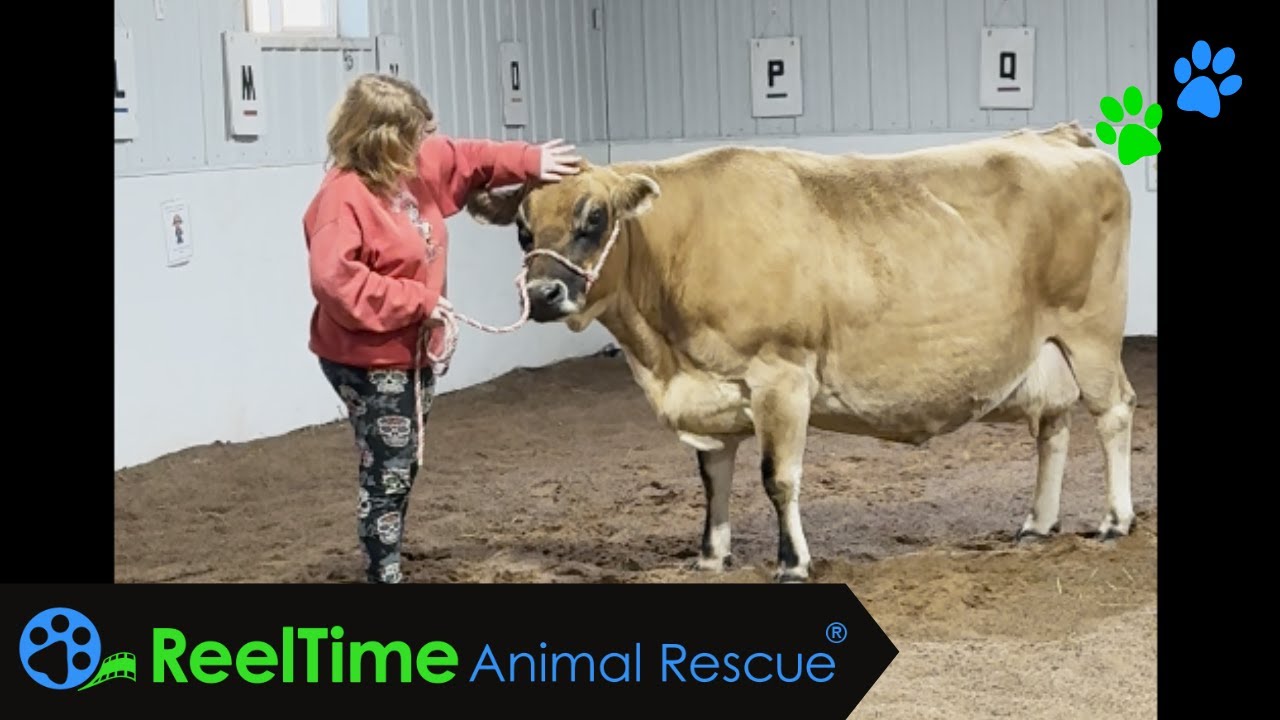 Kit-Kat the Therapy Cow! | Nature’s Edge