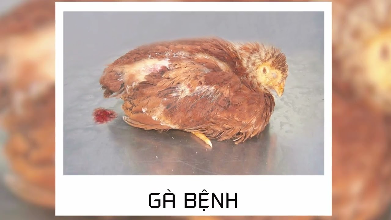 BỆNH NHIỄM CẦU TRÙNG Ở GÀ - NGUYÊN NHÂN VÀ CÁCH ĐIỀU TRỊ? #ACHAUPHARM