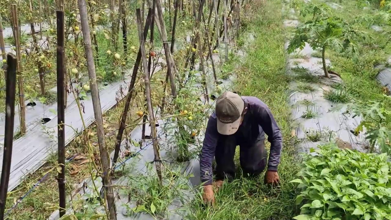 EFFORTLESS HAND PLANTING: HUNDREDS OF CHILI SEEDLINGS ON RAISED BEDS! -agriculture farming