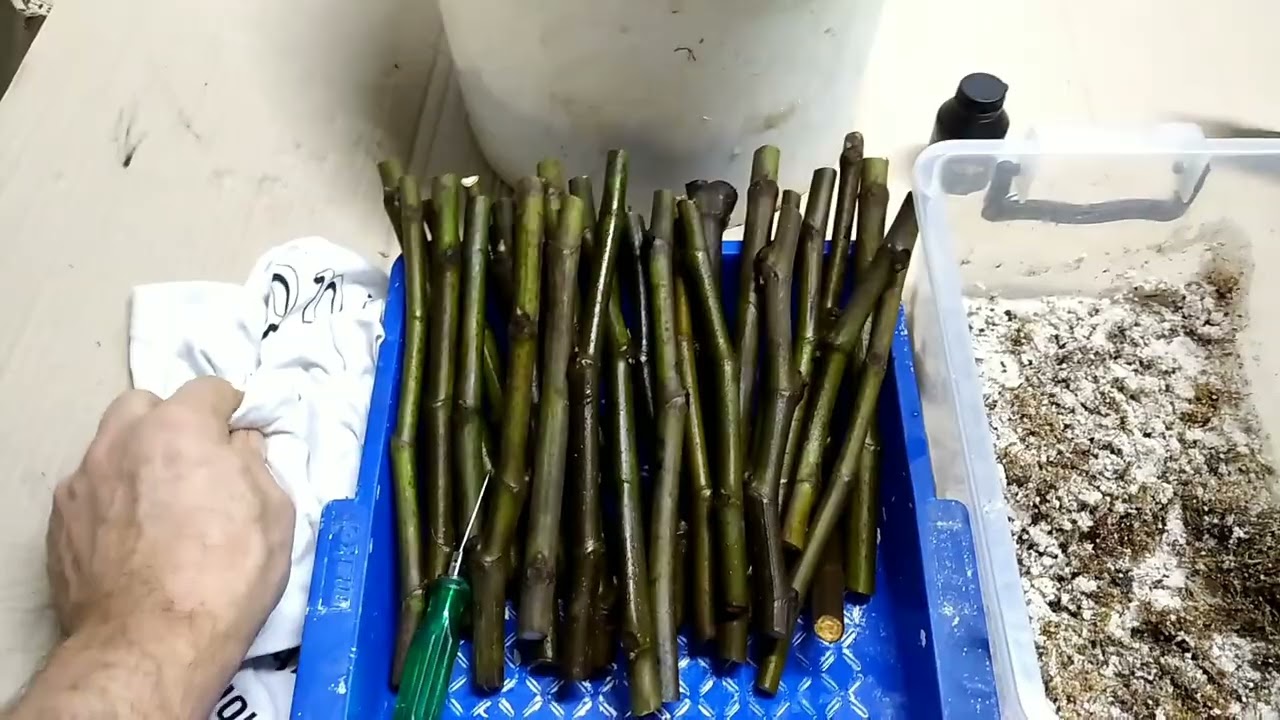 Вкорінення живців інжира