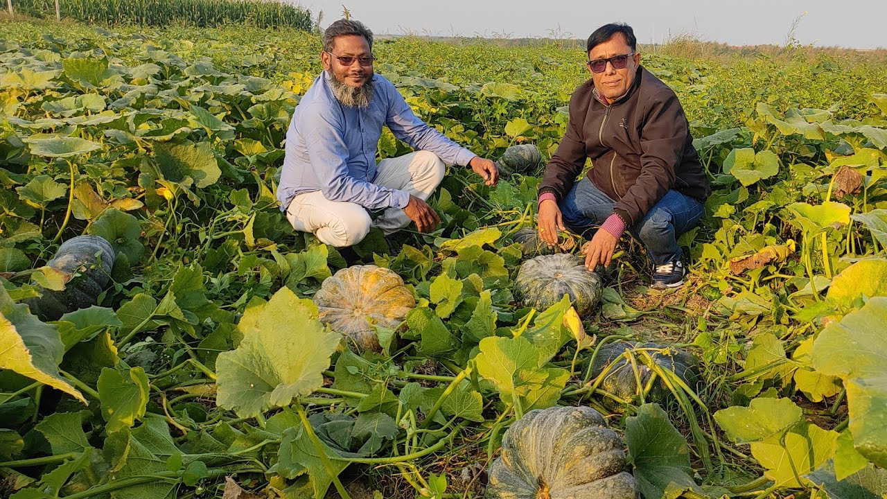 হাইব্রিড জাতের মিষ্টি কুমড়া ||ব্যাংকক-১ ও বেঙ্গল সুইট-২ ||চাষে বাম্পার ফলন ||নর্থ চ্যানেল ফরিদপুর।