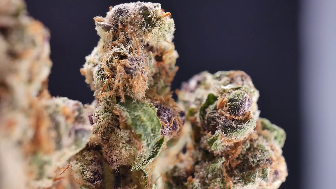 4K cannabis 004 - San Rafael'71 Tangerine Dream #SQDC